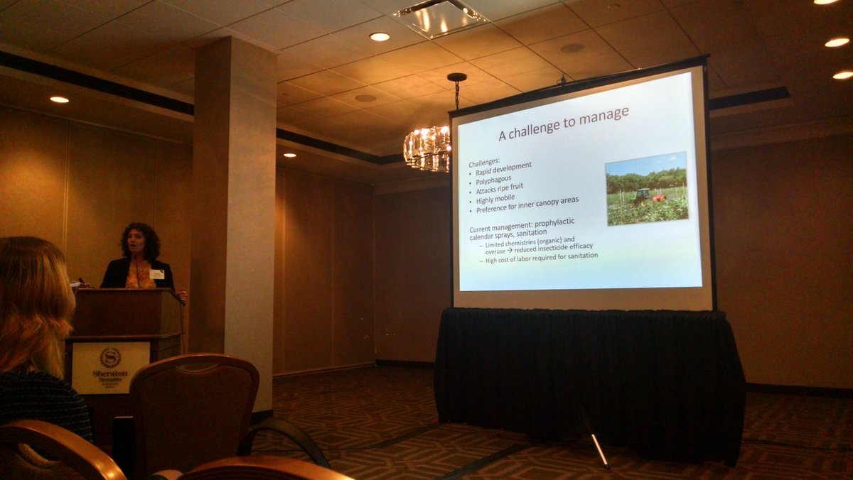 LMDiepenbrock's tweet photo. Lindsy Iglesias @UFEntomology talks about spotted wing drosophila in specialty crops symposium at SEB @EntsocAmerica @PIE_Entsoc https://t.co/DJgqvrM12u
