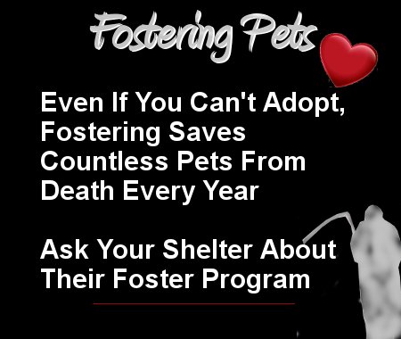 MIPooh's tweet photo. #Fostering Saves Shelter #Pets Lives
StepUp~SignUp
Be a Hero
#Foster
#Cats n #Dogs https://t.co/P2GnVO8UAG