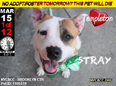 MIPooh's tweet photo. Their Time Draws Near
Good #Dogs Die Every Day In #NewYorkCity @ #NYCACC
MAR 15 Is No Exception
#Adopt #Foster #NYC
►https://t.co/2JpFP6gdyl https://t.co/JSBHrsdEqi