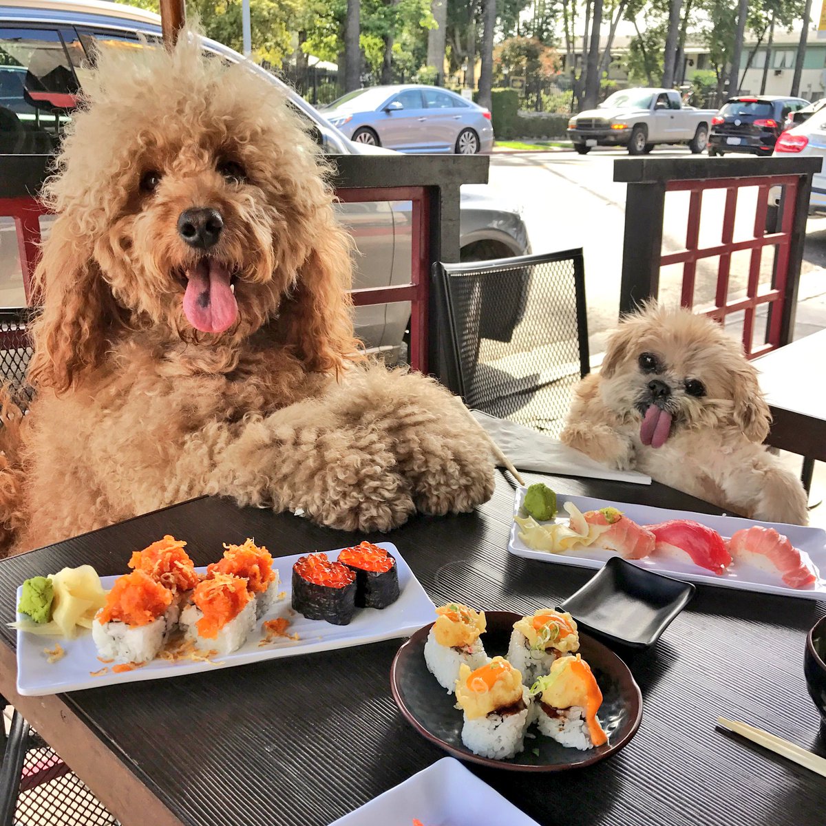MarnieTheDog's tweet photo. Having shushi w my friend https://t.co/ysGEoMrRCG