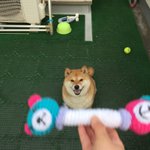 投げるって言ったのにｗキャッチできなかった犬の顔が最高w