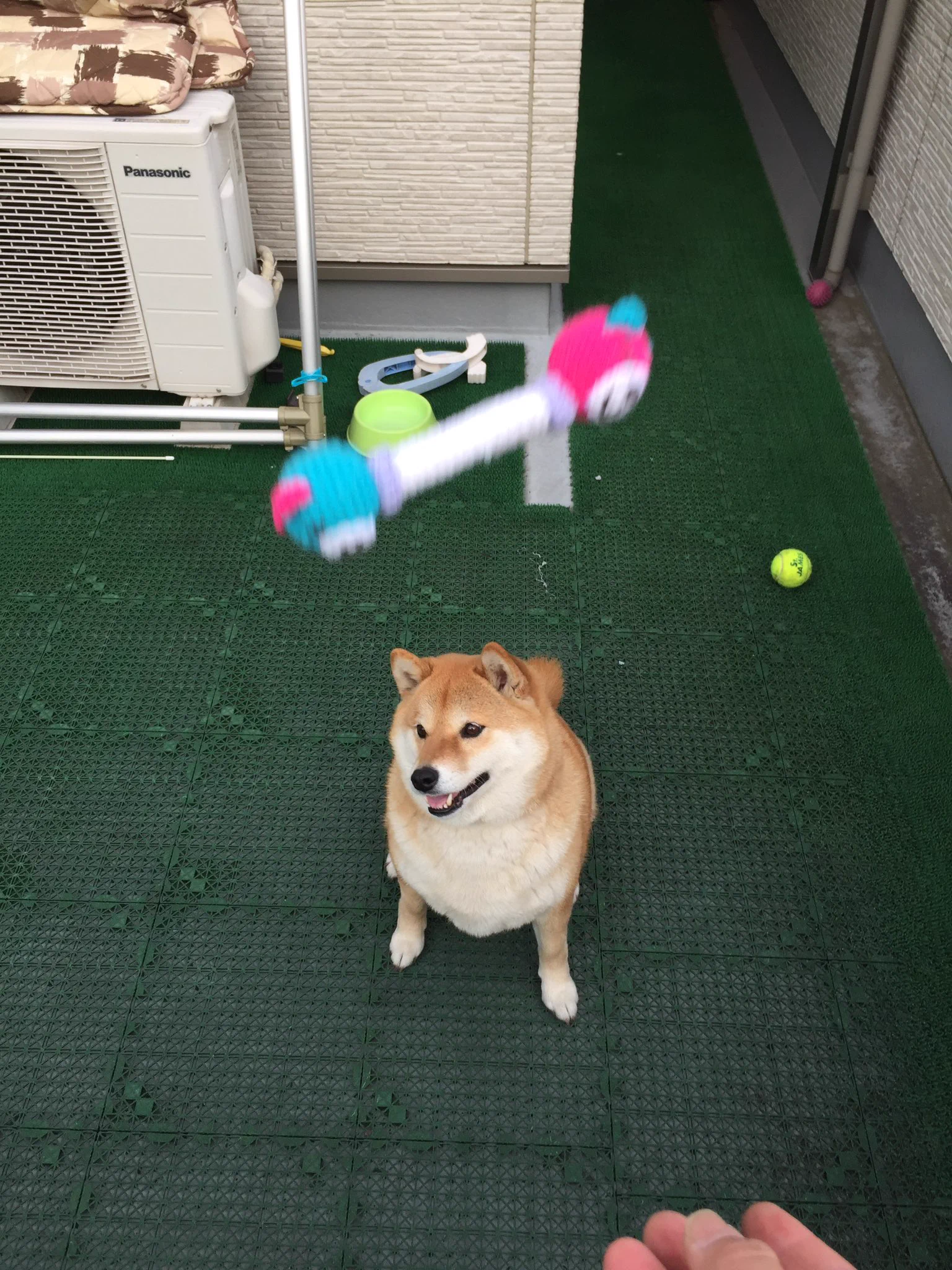 投げるって言ったのにｗキャッチできなかった犬の顔が最高ｗｗ