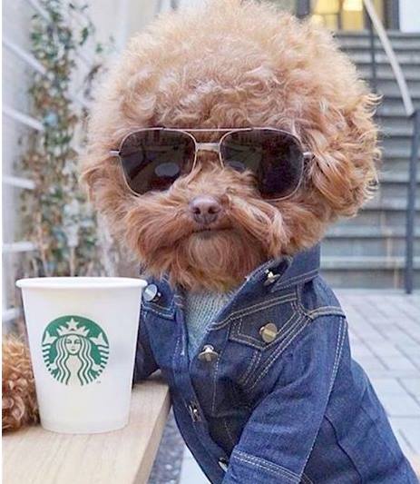 BabsMatheson's tweet photo. Here's a wee funny Doggy Double which someone sent of E.L.O. legend Jeff Lynne promoting Starbucks 😃 https://t.co/uxwqWUueFl