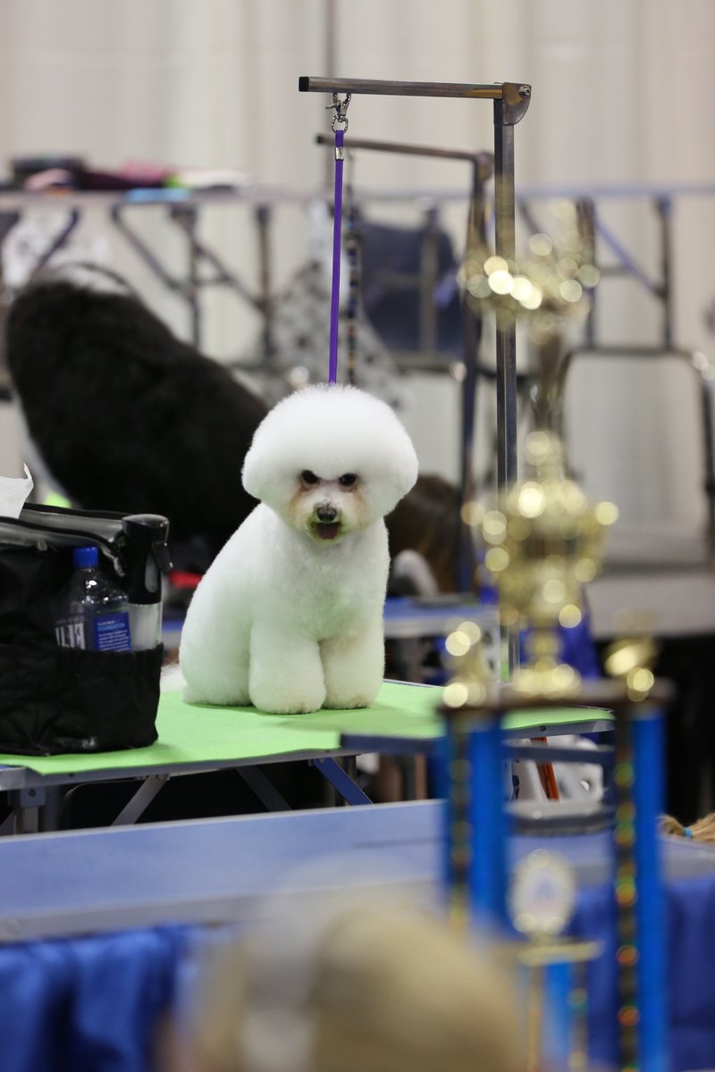 Big congratulations to the <a href="/TeamPetSmart/">PetSmart Grooming Team</a> groomers who placed at the Atlanta Pet Fair #grooming competition!