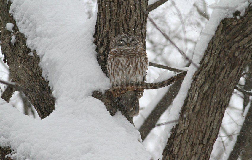 Barred and Long-eared Owls in the falling snow in Wisconsin on March 13, 2017 windowtowildlife.com/barred-long-ea…