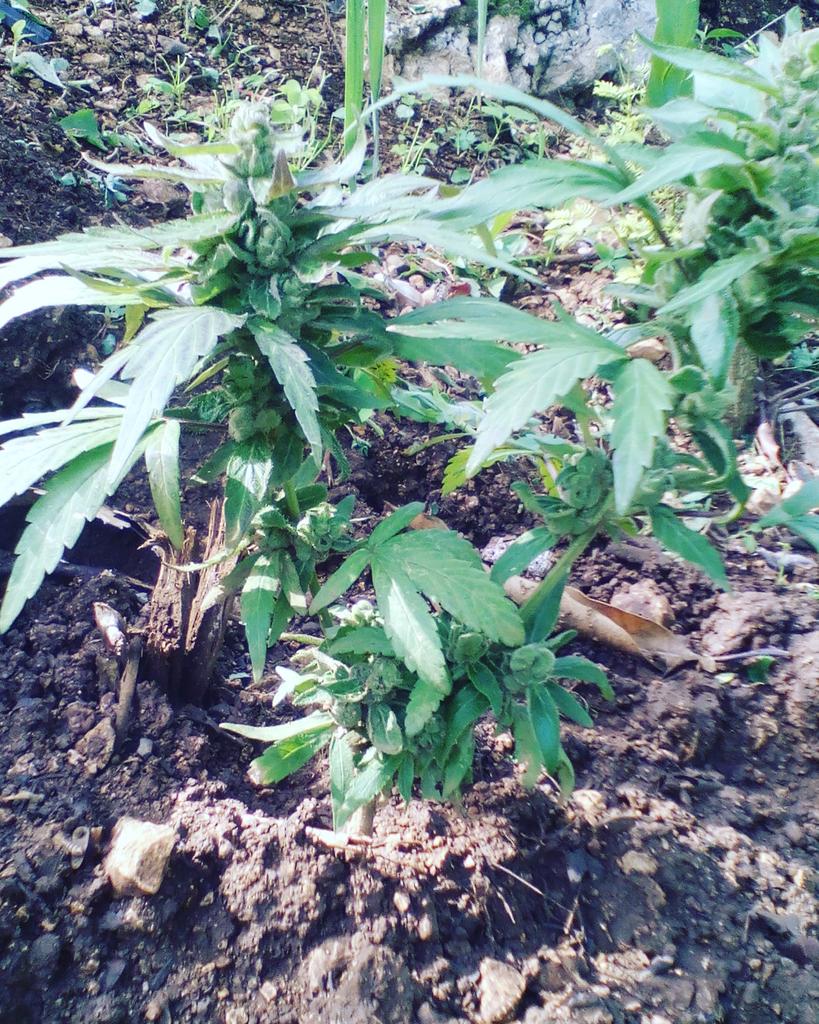 Rassi Hardknocks & The Ragga Hardliners tweet media