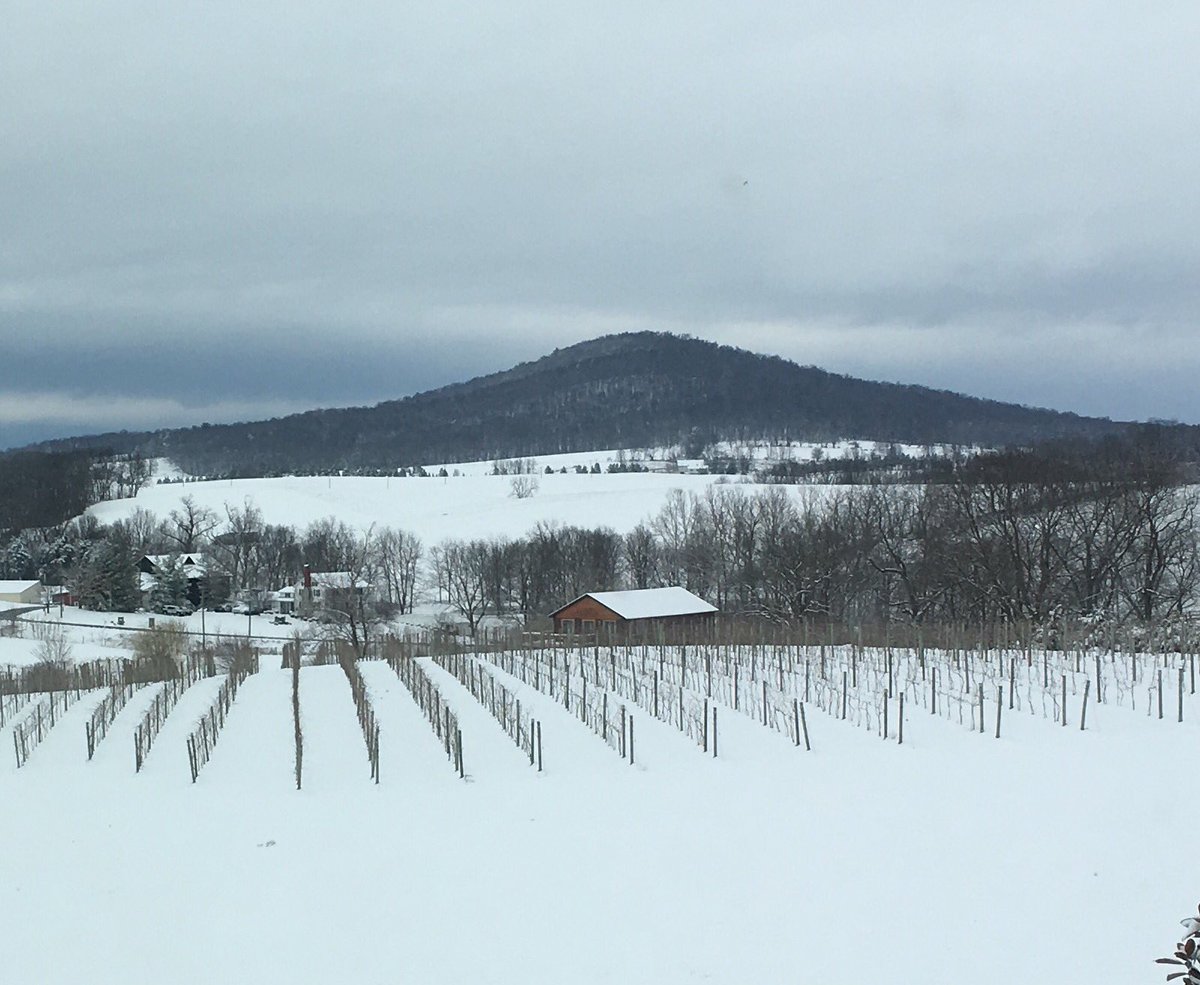 #vawine brilliant white blankets the vineyard #happynottoomuchsnow #dormantvines #nobudbreaktoosoon #shiningshenandoah