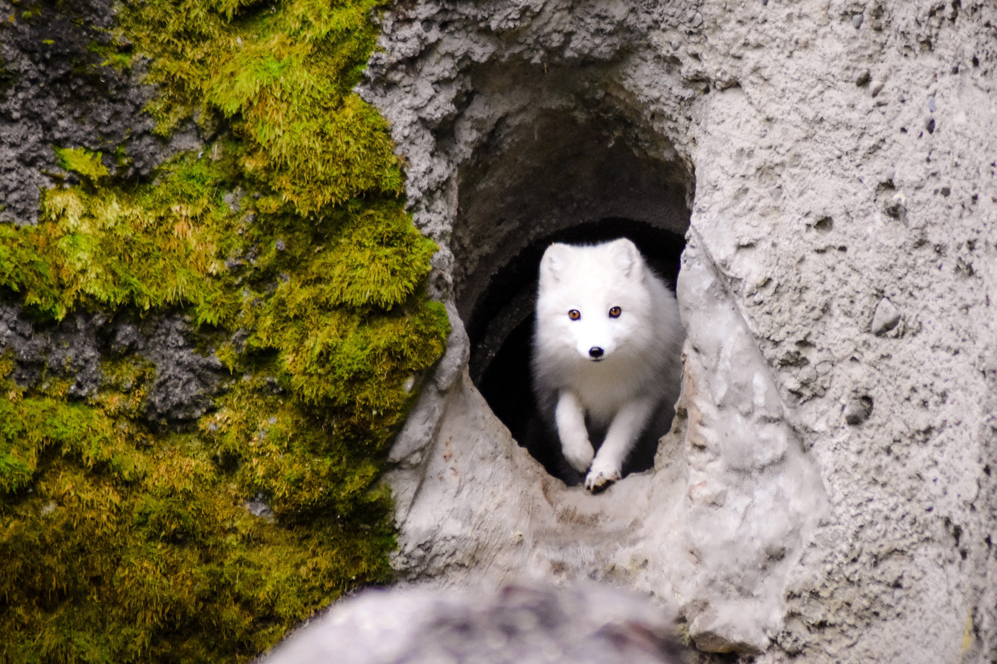New Arctic fox at Point Defiance Zoo will melt your heart