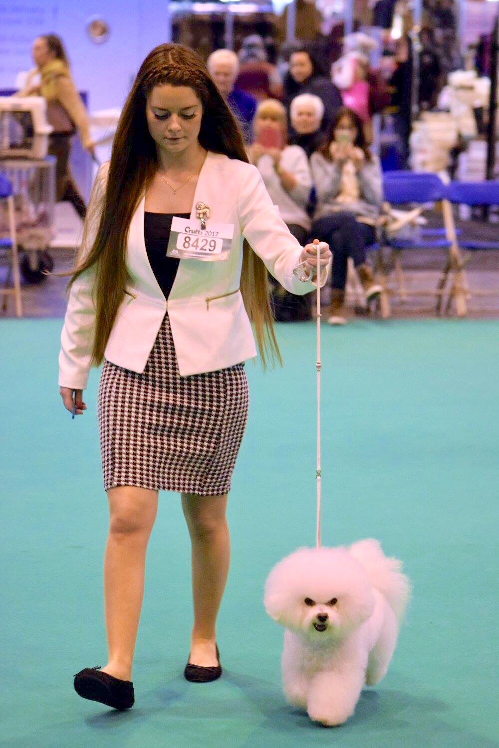 Bichon frise cheap crufts