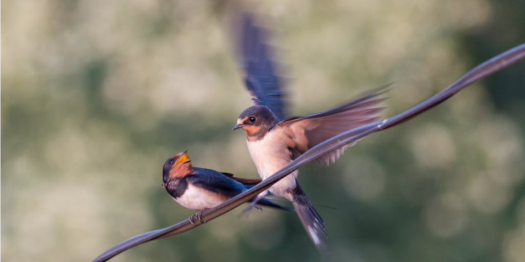 CityKitchener's tweet photo. FREE EVENT: Join us Mar 15 7 pm at #KitchLibrary to learn all about aerial insectivores in #WRAwesome. Details: https://t.co/1WwjTd01Pm https://t.co/AAt8GwRogO