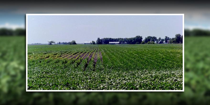 ChannelSeed's tweet photo. Do you understand nematodes? Read this #AgAdvice to learn scouting and management tips: https://t.co/zeo03QFMzX https://t.co/b5SFV51Qje