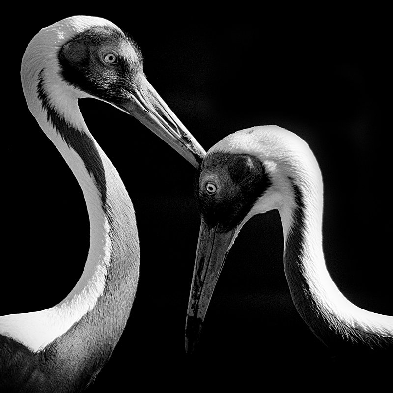 NigelBewley's tweet photo. White-naped cranes,  Antigone vipio (sometimes given as Grus vipio). 13 March 2017.  London Wetland Centre, UK.
 @WWTLondon https://t.co/BLDah4ZpPN