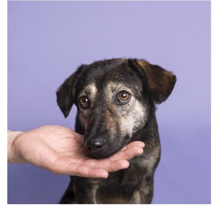 HamiltonPug's tweet image. LOST DOG in NYC! Pandy got away from an @AnimalHaven volunteer in SoHo &amp;amp; was last seen in Union Sq. 📞 if you see her/have news 212.274.8511