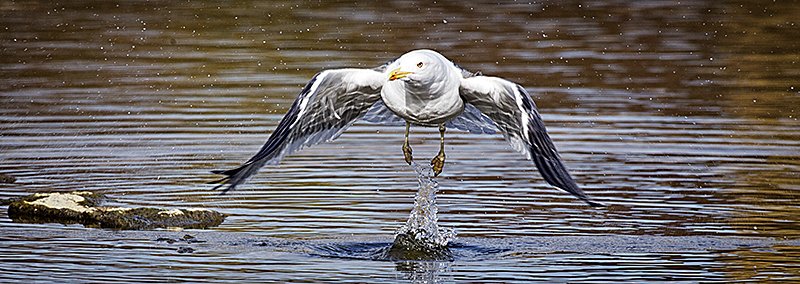 NigelBewley's tweet photo. Lesser black-backed gull, Larus fuscus. 13 March 2017.  WWT London Wetland Centre, UK. @WWTLondon https://t.co/DGF2CHBEKu