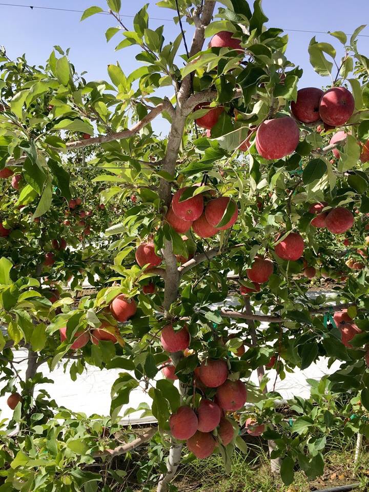Who else is craving a super sweet KIKU apple?
