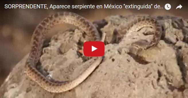 DonJediondo's tweet photo. SORPRENDENTE, Aparece serpiente ''extinguida'' desde hace 78 años
↓↓↓↓↓↓↓↓
https://t.co/6gpnSwppjt
↑↑↑↑↑↑↑↑ by #DonDatos via @c0nvey https://t.co/KZUFhdNksR