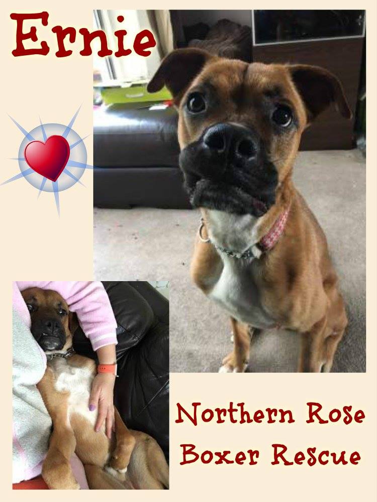 north east boxer rescue