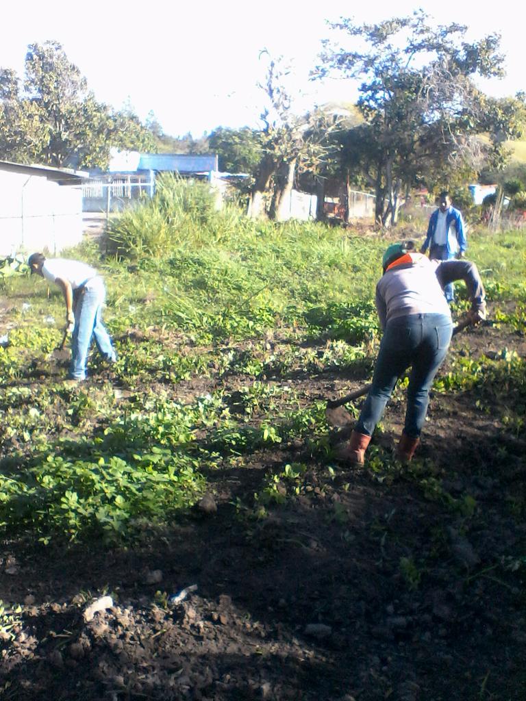 endogenomontes's tweet photo. @JauaMiranda ,@NicolasMaduro ,@karsanc ,@Fernan_ERC  limpieza y siembra de caraota en el conuco circuital montes circuito 9 estado sucre https://t.co/jj6Te1SH7t