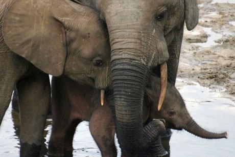 AtkinsonCenter's tweet photo. Help @AtkinsonCenter and Smithsonian Conservation Biology Institute save Asian elephants. #CornellGivingDay https://t.co/hg2XbR3lrl https://t.co/qBdCFWG3Py