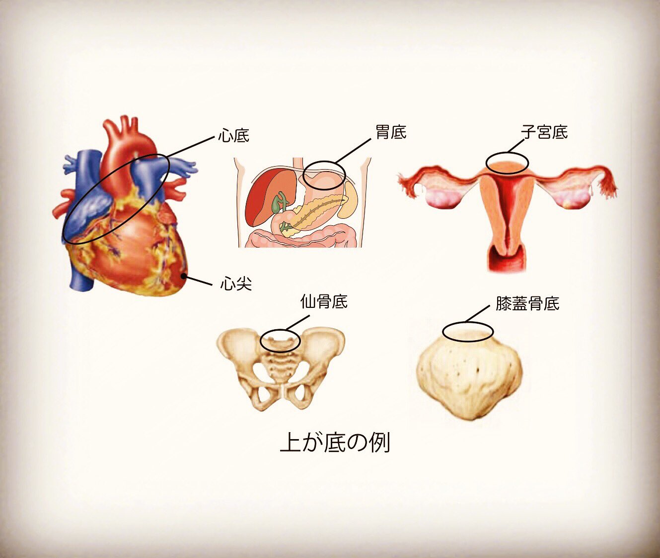 かずひろ先生 なるほど解剖学 Goukakuouenman 上が底の例 心底 胃底 子宮底 仙骨底 膝蓋骨底 関連するものは 一度まとめて覚えてしまうとラクです 解剖学 国家試験対策 心底 胃底 子宮底 仙骨底 膝蓋骨底 Twitter