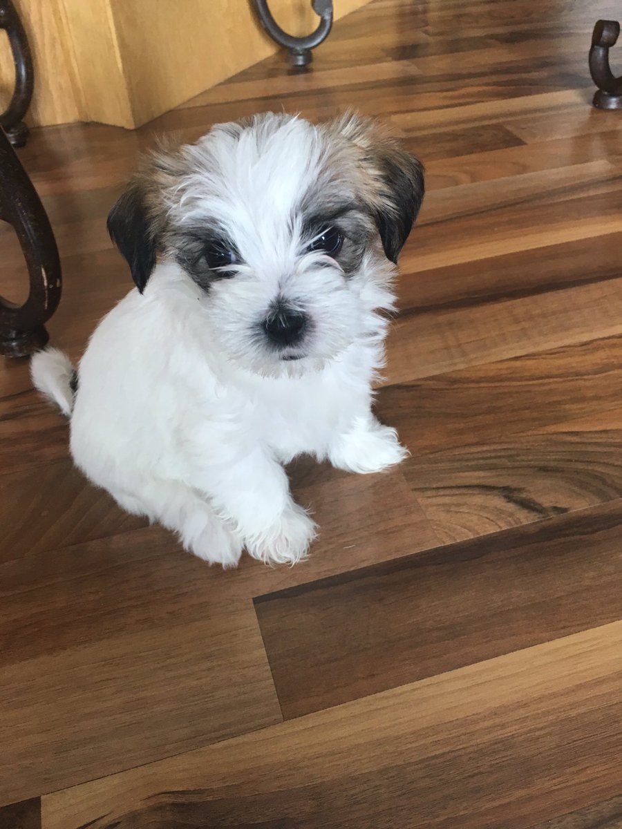 Jason Hale On Twitter My Wife Has Maltese Yorkie Pups For Sale