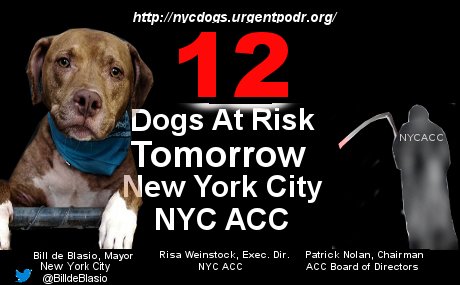 MIPooh's tweet photo. MAR 15th Alert!
12 #NewYorkCity #Dogs @#NYCACC Face Death
#Rescue By Noon #NYC
#Brooklyn
─Bios►https://t.co/2JpFP6gdyl https://t.co/vYYueLPCbQ