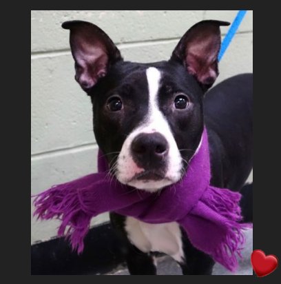 MIPooh's tweet photo. MAR 15th Alert!
12 #NewYorkCity #Dogs @#NYCACC Face Death
#Adopt #Foster #Rescue By Noon #NYC
#Manhattan

─Bios►https://t.co/2JpFP6gdyl https://t.co/aBmwilnnlI