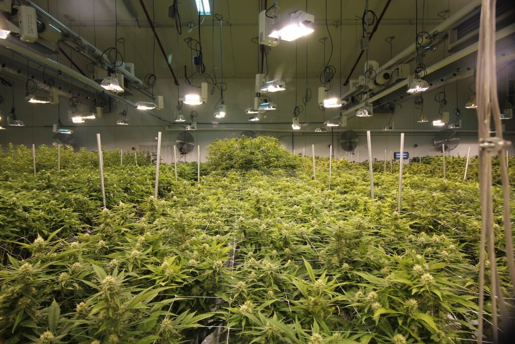 lift_events's tweet photo. Canada now has over 2 million sq ft of approved cannabis growing space, and will need 10 times that for recreational https://t.co/siY1uWAyYl https://t.co/WX0wDeGDb4