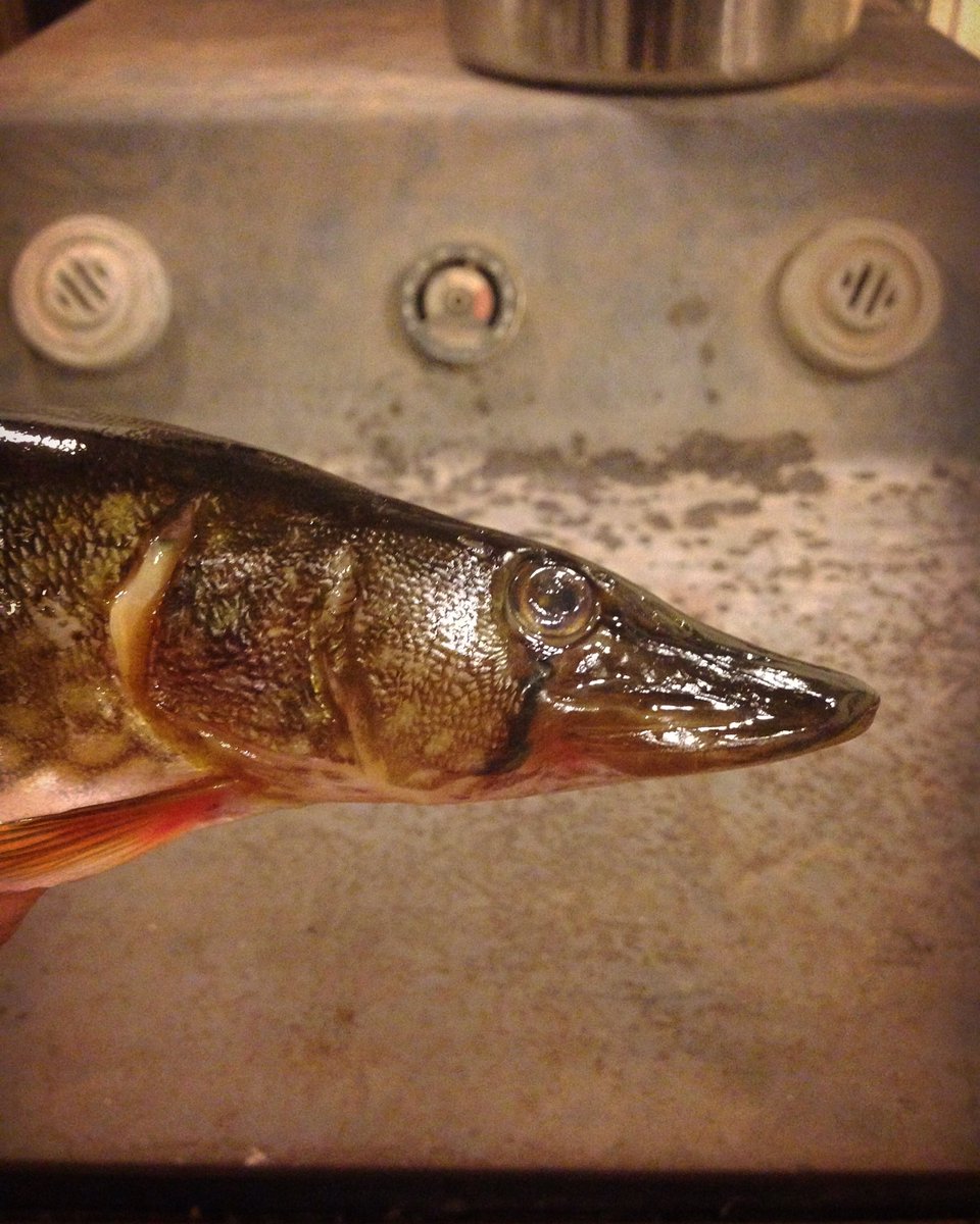 Pickerel. #dinosaurslive #tarponofthenorth #endthewaronweeds #maine #thanksneighbors #meateater #wildfood #backcountryhuntersandanglers