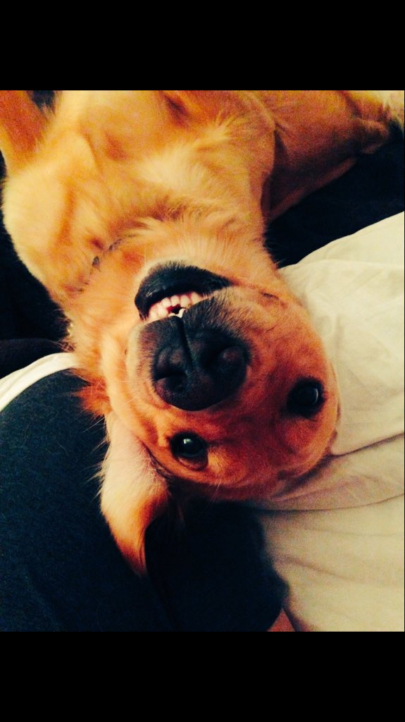 <a href="/petcofoundation/">PETCO PUPPIES REHOMING🐾</a> meet #ServiceDog Rylee a goofy, life saving #Golden who can detect infections+gives sloppy kisses #LoveChangesEverything