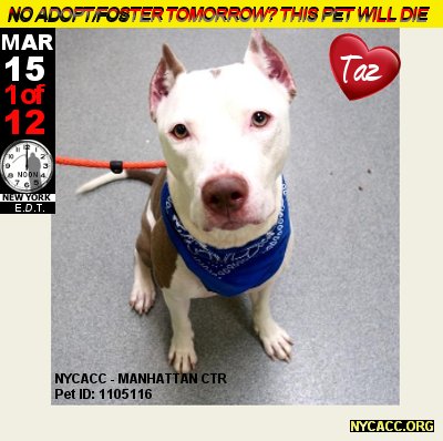 MIPooh's tweet photo. MAR 15th Alert!
12 #NewYorkCity #Dogs @#NYCACC Face Death
#Adopt #Foster #Rescue By Noon #NYC
#Manhattan

─Bios►https://t.co/2JpFP6gdyl https://t.co/jYOx49ypSJ