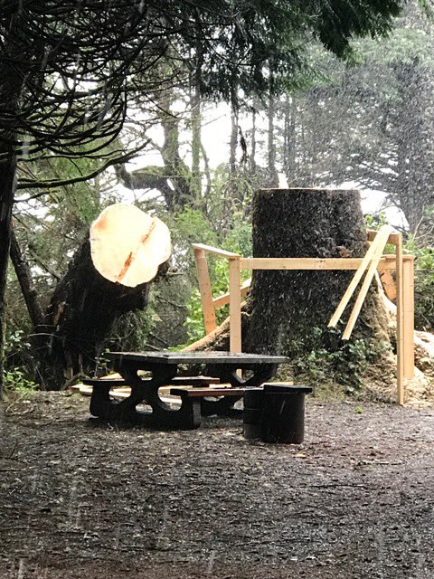 ConstructionCMF's tweet photo. Our crew is working hard on the Traverse Trail Project in Tofino.  Here is one of the trees that needed to be removed on site! https://t.co/eGT7hajqxG