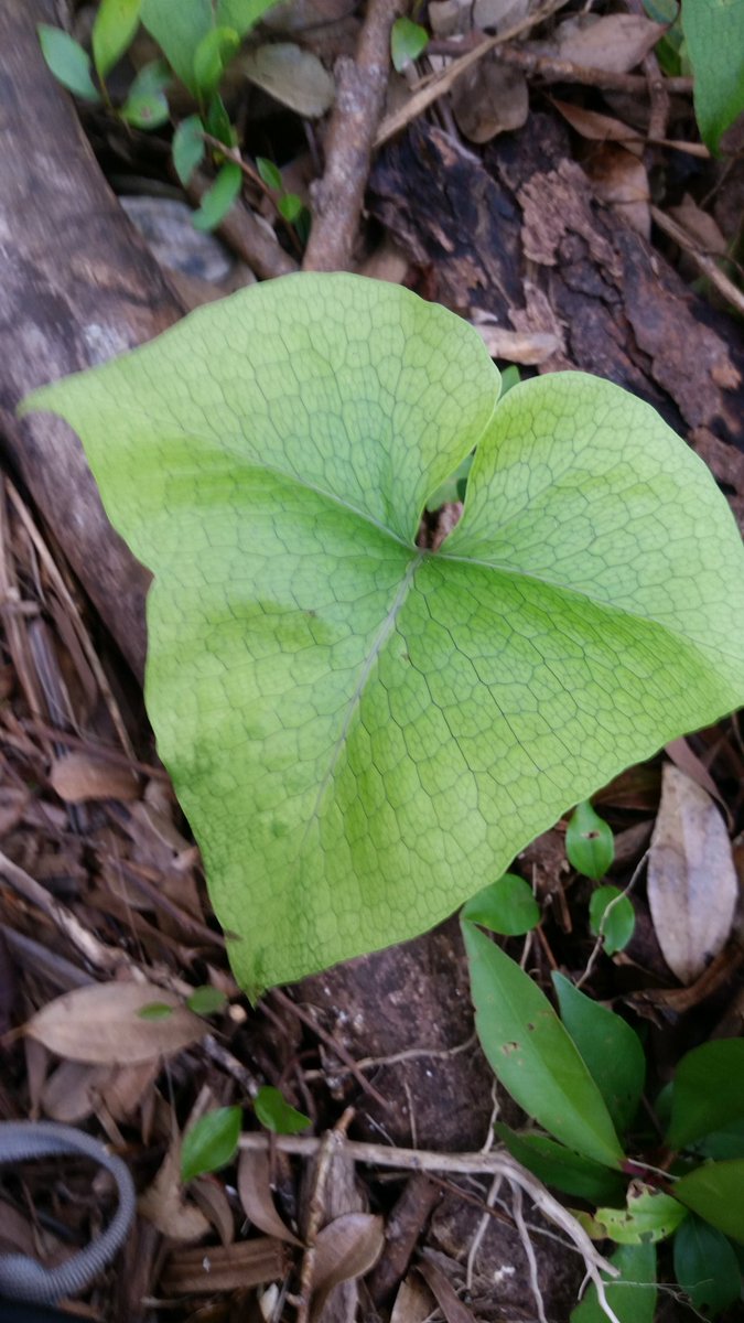 plantsynchrony's tweet photo. Half of Hawai'i's plant taxa vulnerable to extinction. Wild stories from Plant Extinction Prevention Program lead Jean Yoshioka at HIBotSoc https://t.co/NSu06tQj4o