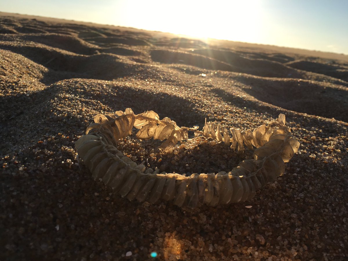 BowersJaime's tweet photo. #ocbeachlife https://t.co/w4Ybnz6YNq