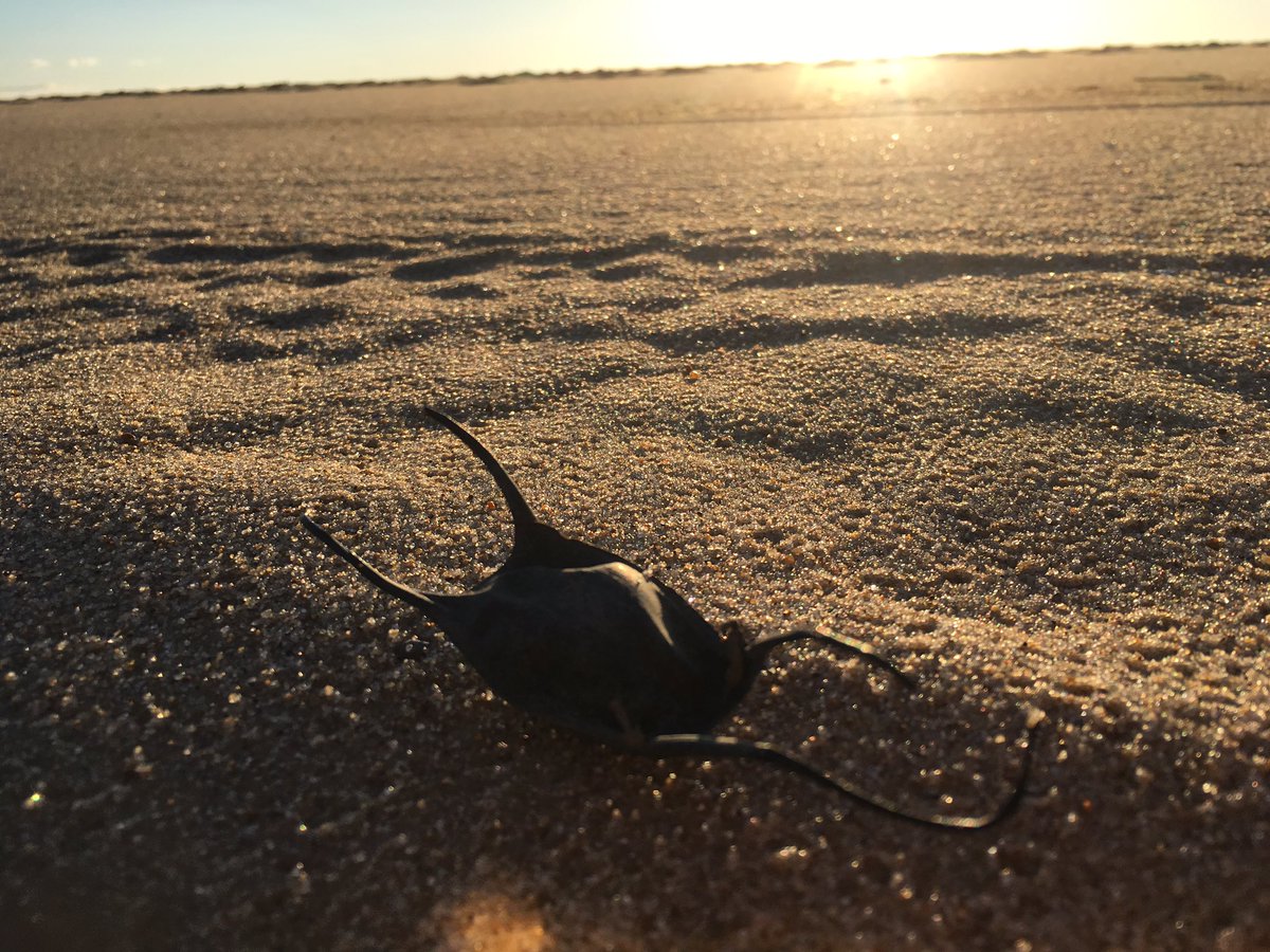 BowersJaime's tweet photo. #ocbeachlife https://t.co/w4Ybnz6YNq