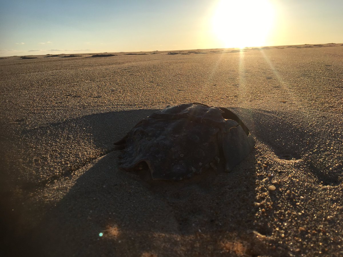 BowersJaime's tweet photo. #ocbeachlife https://t.co/w4Ybnz6YNq