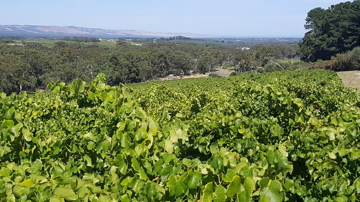 willunga100's tweet image. Our @willunga100 Greanche in Blewitt Springs  coming along nicely.