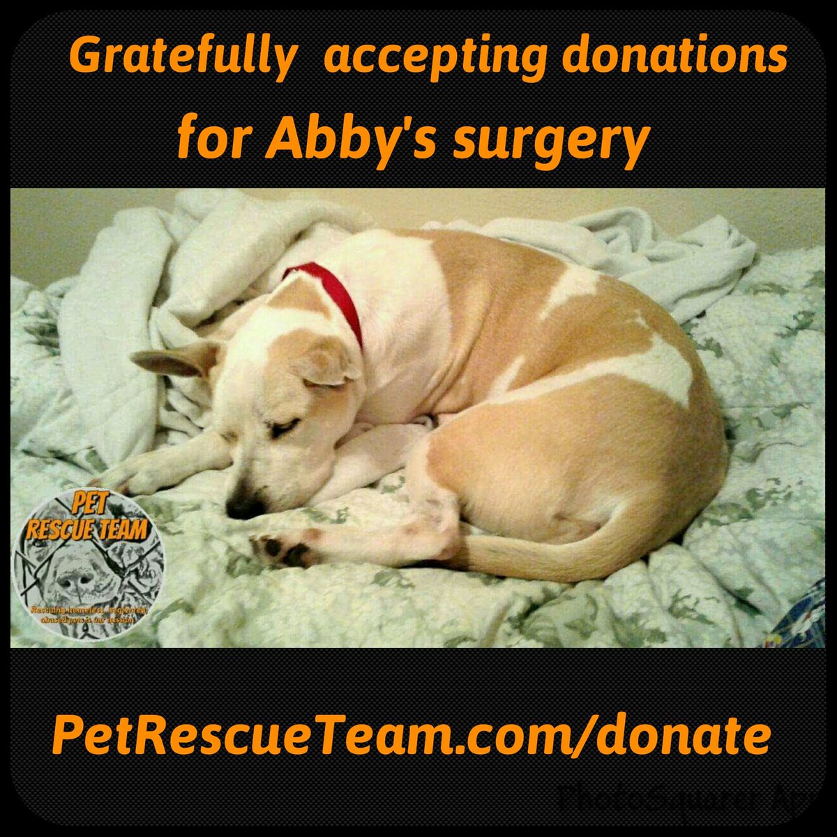 Abby had a necrotic, decayed tooth extracted and is resting and sure to be back to her old self soon. #PetRescueTeam #Abby #RottenTooth