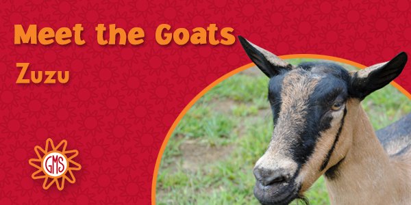goatmilkstuff's tweet photo. She's pregnant, right? Well... sometimes. https://t.co/Vf9v0SuAem #MeetTheGoats #goat #biography https://t.co/6lt9ZUFeen