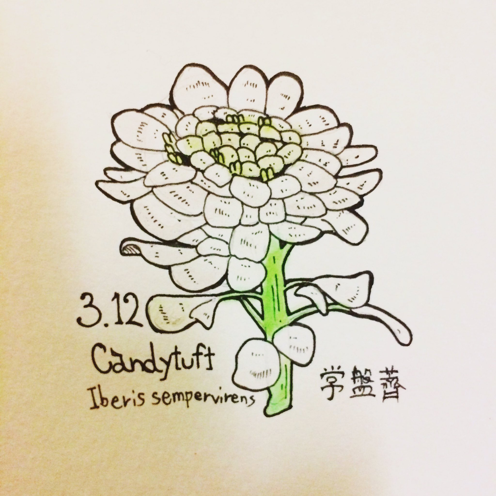 Askart アスカート Auf Twitter 絶不調ので溜まり溜まっていますが 今日の誕生花 D キャンディタフト 花言葉は復活 D 復活はまだまだ先のこと D イラスト学院 絵はがき イラスト王国 絵描きさんと繋がりたい イラスト基地 おきなわ