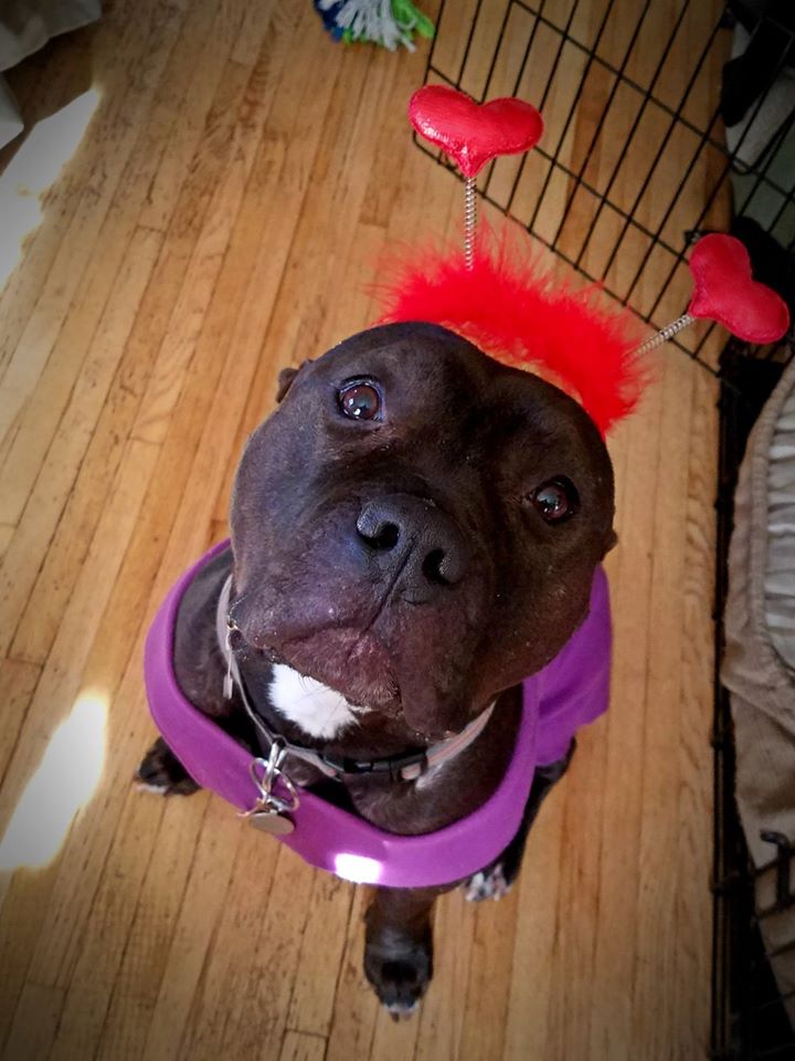 MinneapolisHapp's tweet photo. O Henry; you are so cute! How can we not help you find a forever home with that face?! !https://t.co/7HVKdIFwM6 https://t.co/HzrzMvgVBW