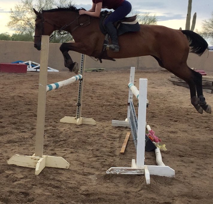 lckequestrian's tweet photo. Little Boo needs a show name 👻 https://t.co/LmpQ5pIAWm