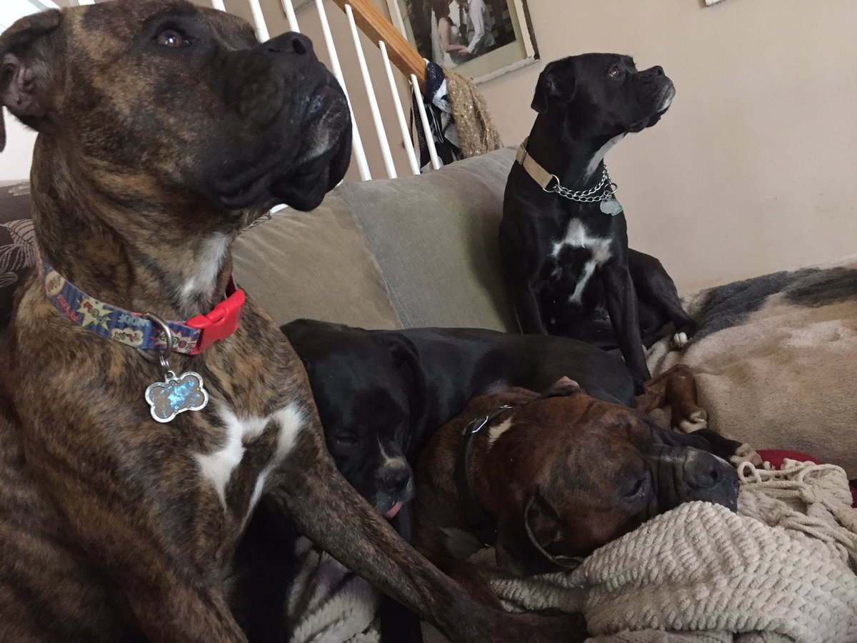 MorganKWebb's tweet photo. It's been a while, enjoy a pic of my babies! #boxerdogs #boxermommy https://t.co/PS1a49vIFg