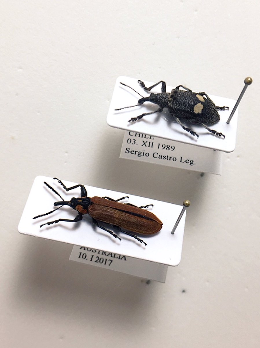 アケボノゾウムシ科 Belidae 上はチリ、下はオーストラリア産。 原始的