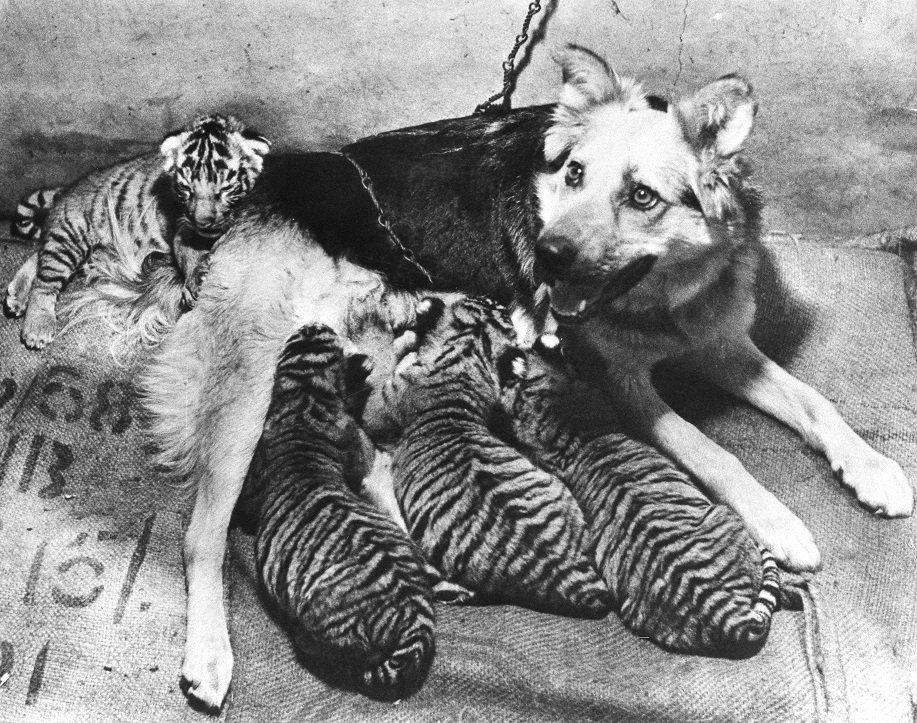 上野動物園 公式 出産直後に子を亡くし 動物愛護協会に保護された元 野良犬のビンゴは 授乳だけではなく体をなめるなど 献身的にトラの子を育てました みるみるビンゴより大きくなったトラの子も 何かあるとビンゴの背に隠れて頼っていたそうです