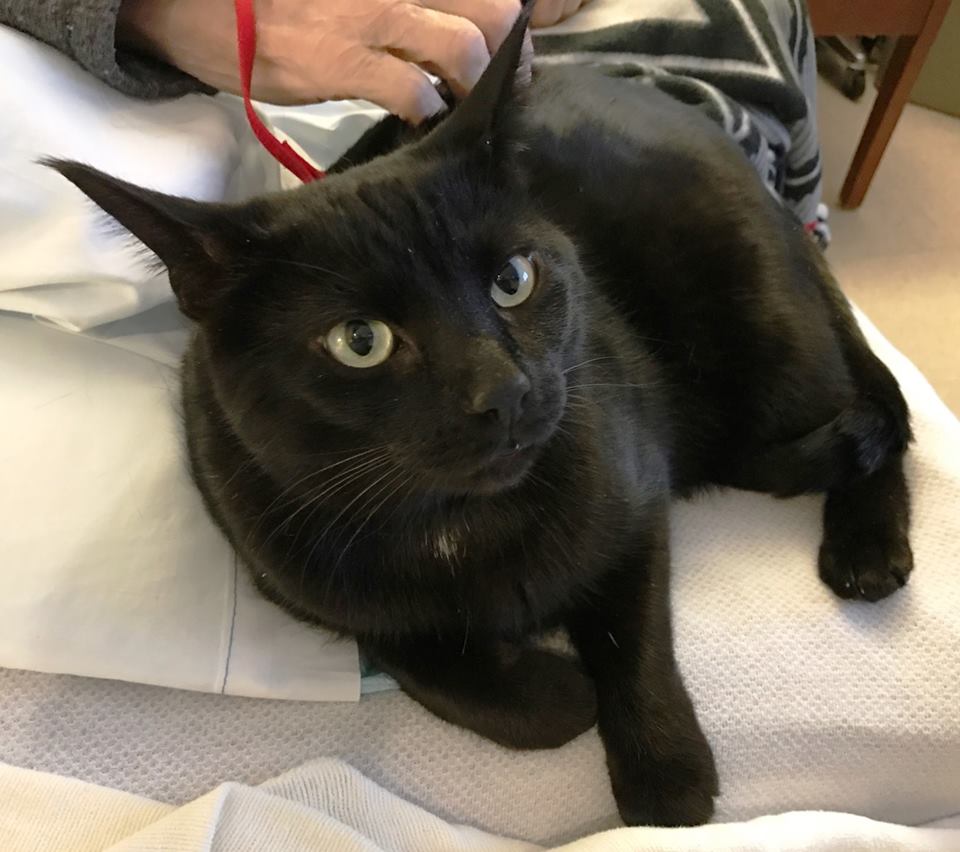SusieQ6shooter's tweet photo. Took my Pot 'O Goodies to pass out at the hospital. The patients always seem so happy to see me! I love my job! #DraventheTherapyCat https://t.co/Xi8DOyqJvE