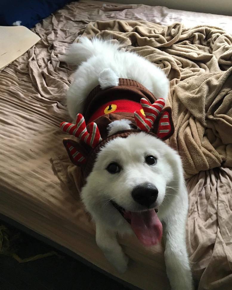 Awdogs's tweet photo. So Cute 🐶@coco_the_sammy 💗🌟💞 Ready to pull santa's fatass across America
*
*
*
*
*
*
*
#Aw… https://t.co/jpG2ZHWbVM https://t.co/TErUIGLs1p
