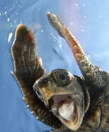 HudsonforVP's tweet photo. A sneak peak of something new Hudson would like to bring in: Turtle Tuesdays with @KalebGipson29 #VoteforHudson to find out what this is!🐢🐢🤑 https://t.co/0wux4MXiNp