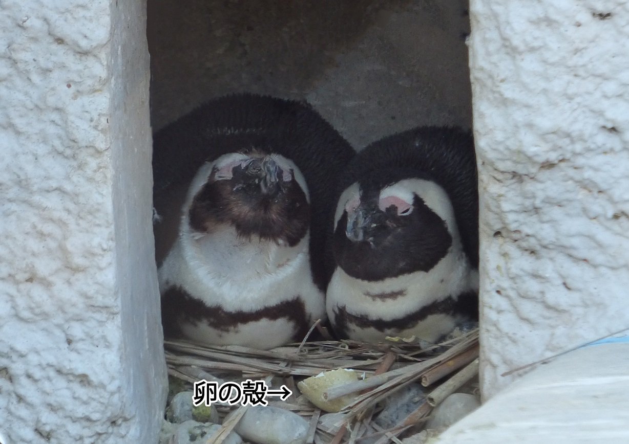 ケープペンギンの卵の殻 （箱根園でヒナ誕生 ケープペンギン
