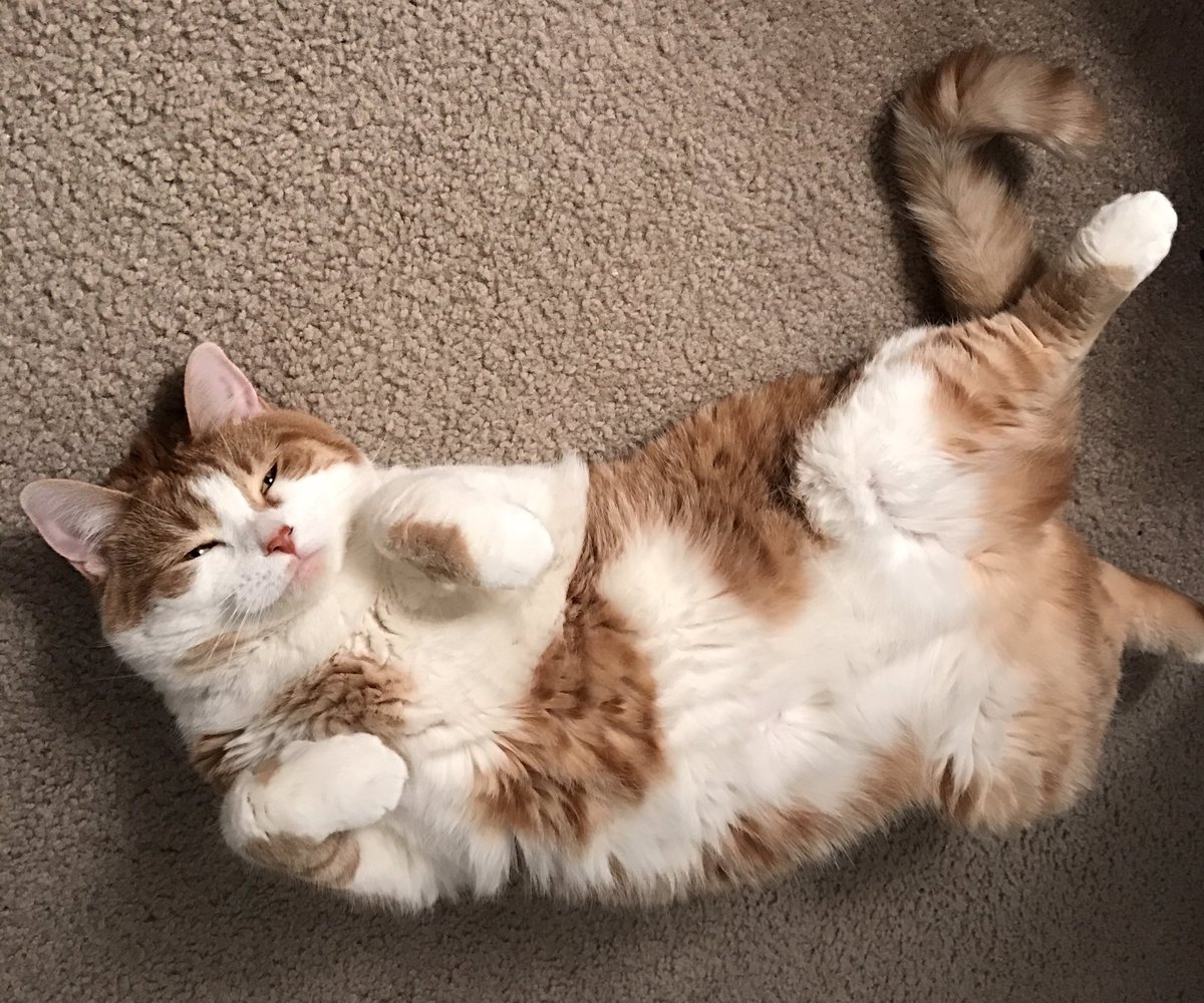 BYouTfulBoulder's tweet image. This is how my cat sleeps. #kittehsofinstagram #free